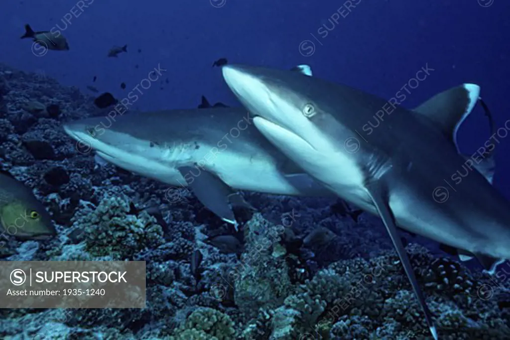 Silvertip shark Carcharhinus albimarginatus are found on deeper coral reefs It feeds on pelagic and reef fishes other sharks and octopuses Indo Pacific