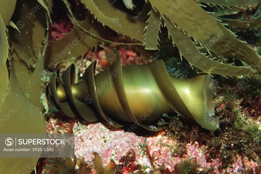 Horn shark Heterodontus francisci lays an egg that looks like a spiral kelp blade It is well camouflaged and fits into crevices on the reef the egg will hatch in 7 9 months California Pacific Ocean