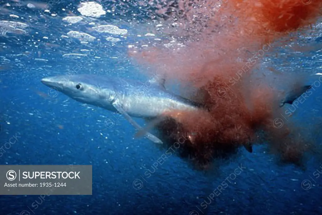 Blue shark Prionace glauca is a pelagic species found off both coasts of North America It swims near the surface and has been known to feed on krill California Pacific Ocean