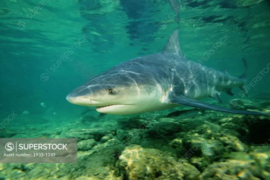 Bull shark Carcharinus leucas is found in tropical oceans and freshwater It is considered one of the five most dangerous shark species Walker s Cay Bahamas Islands Atlantic Ocean