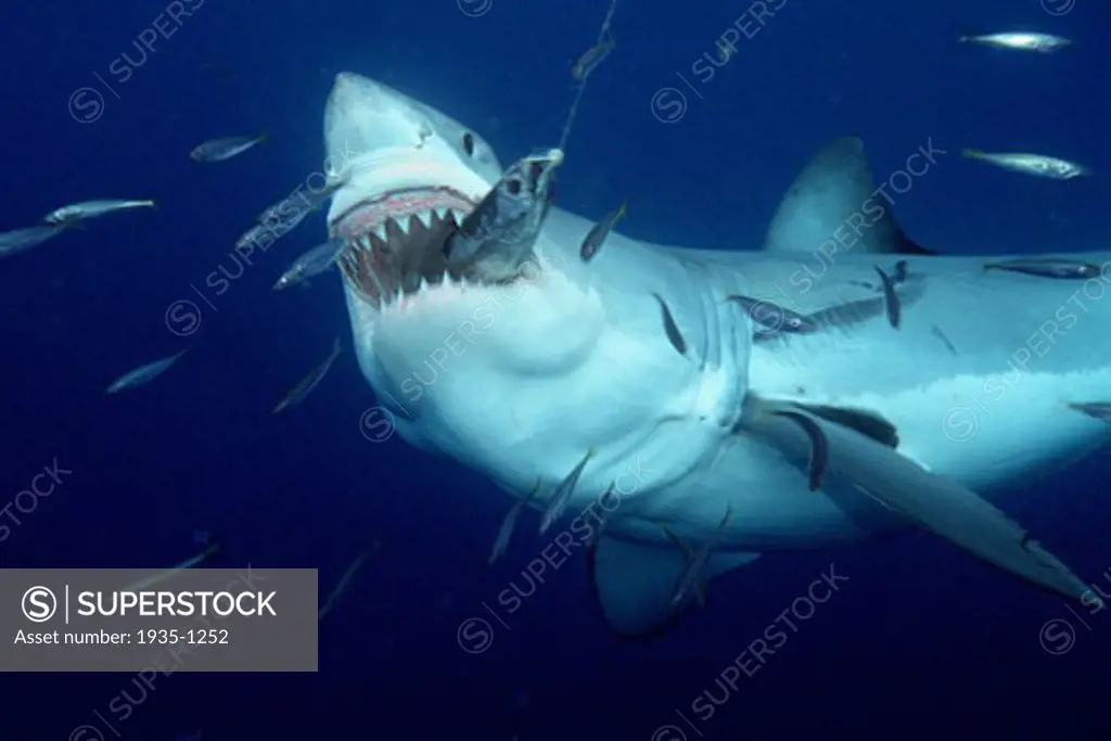 White shark Carcharhodon carcharias is found worldwide One of the ocean s top level predators it feeds on marine mammals One of the only sharks known to attack man Guadalupe Is  Mexico Pacific Ocean