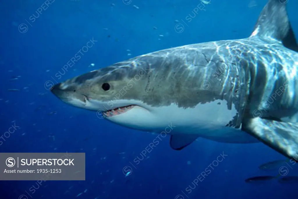 White shark Carcharhodon carcharias is found worldwide One of the ocean s top level predators it feeds on marine mammals One of the only sharks known to attack man Guadalupe Is  Mexico Pacific Ocean