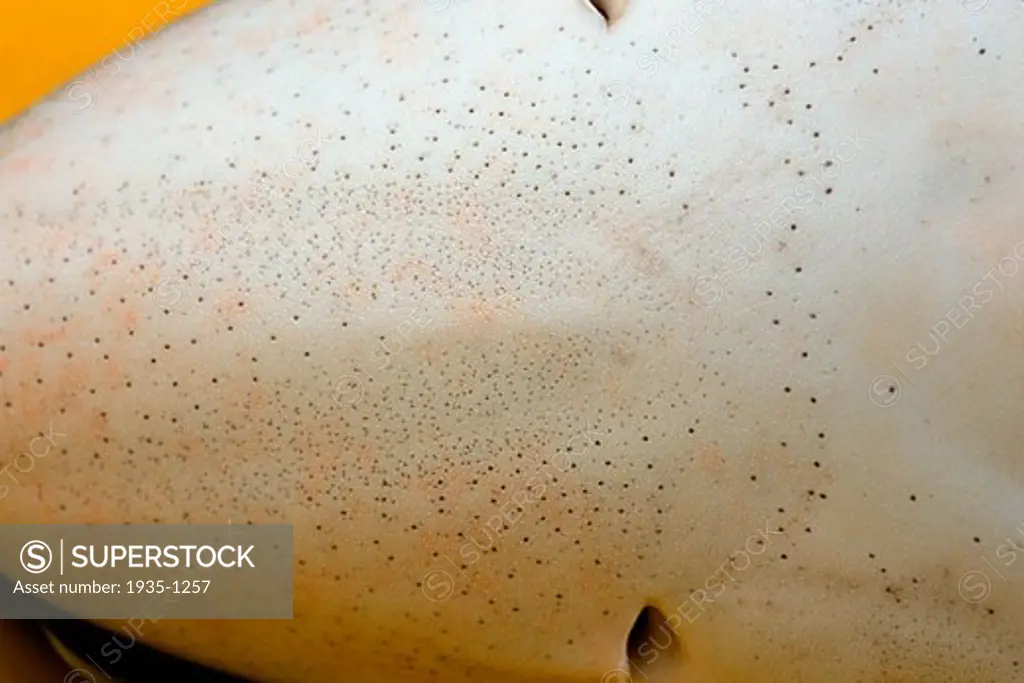 Blue shark Prionace glauca ampullae of lorenzini California Pacific Ocean