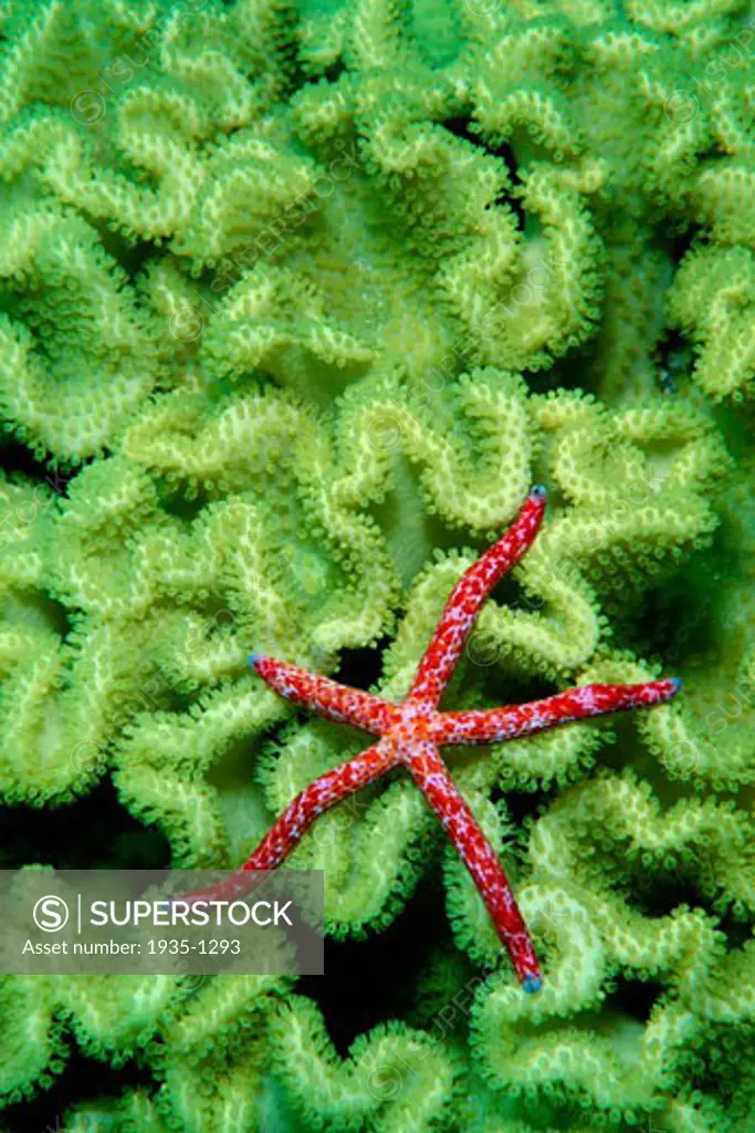Sea star Linckia multiflora Fiji Pacific Ocean
