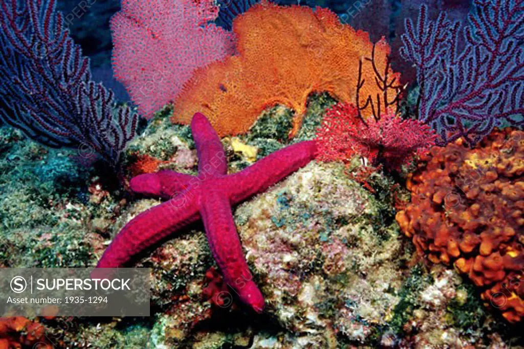 Smooth sea star Leiaster teres is found in the tropical Eastern Pacific It grazes on algae that can grows on shallow rocky reefs Los Frailes  Sea of Cortez  Mexico