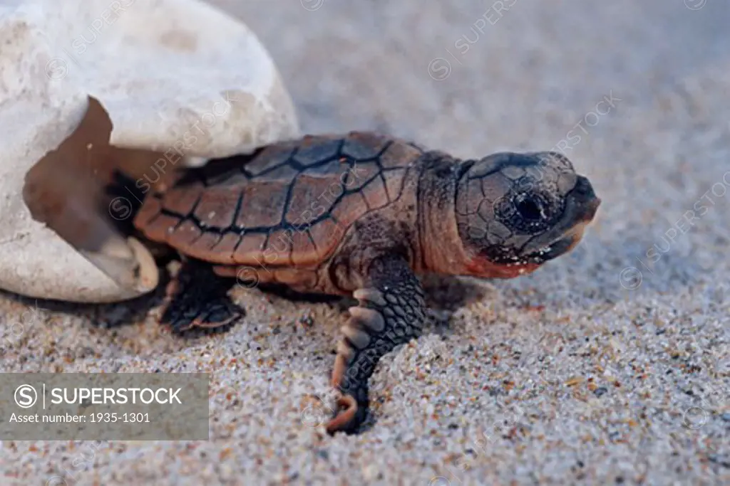 Loggerhead turtle Caretta caretta is endangered A nest contains about 100 eggs Hatchlings try to avoid many predators during their escape to the open ocean Florida
