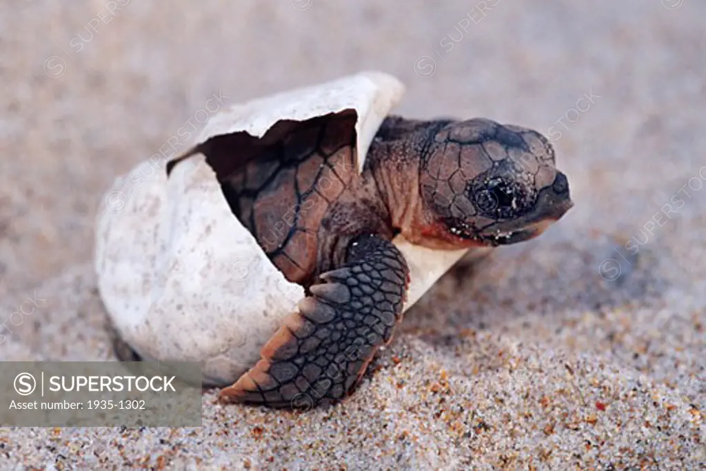 Loggerhead turtle Caretta caretta is endangered A nest contains about 100 eggs Hatchlings try to avoid many predators during their escape to the open ocean Florida