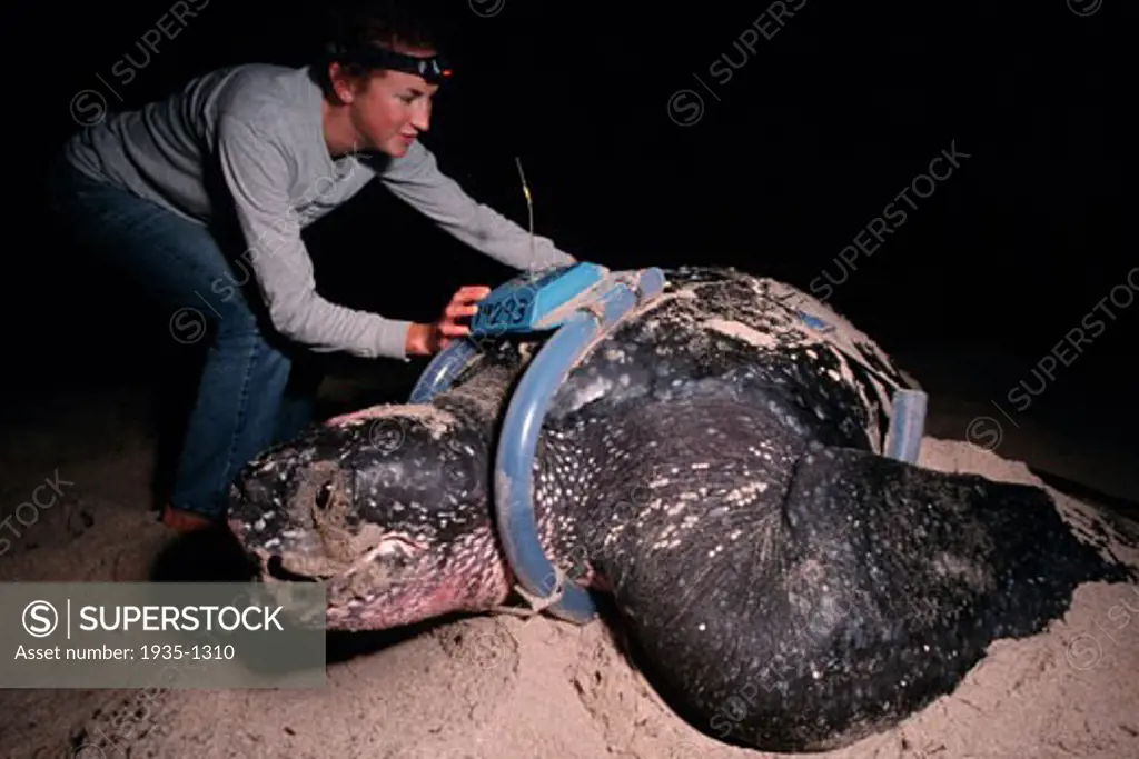 The Leatherback Turtle Dermochelys coriacea is a deep diving open ocean resident Marine scientists use satellite tracking to discover migration routes Florida