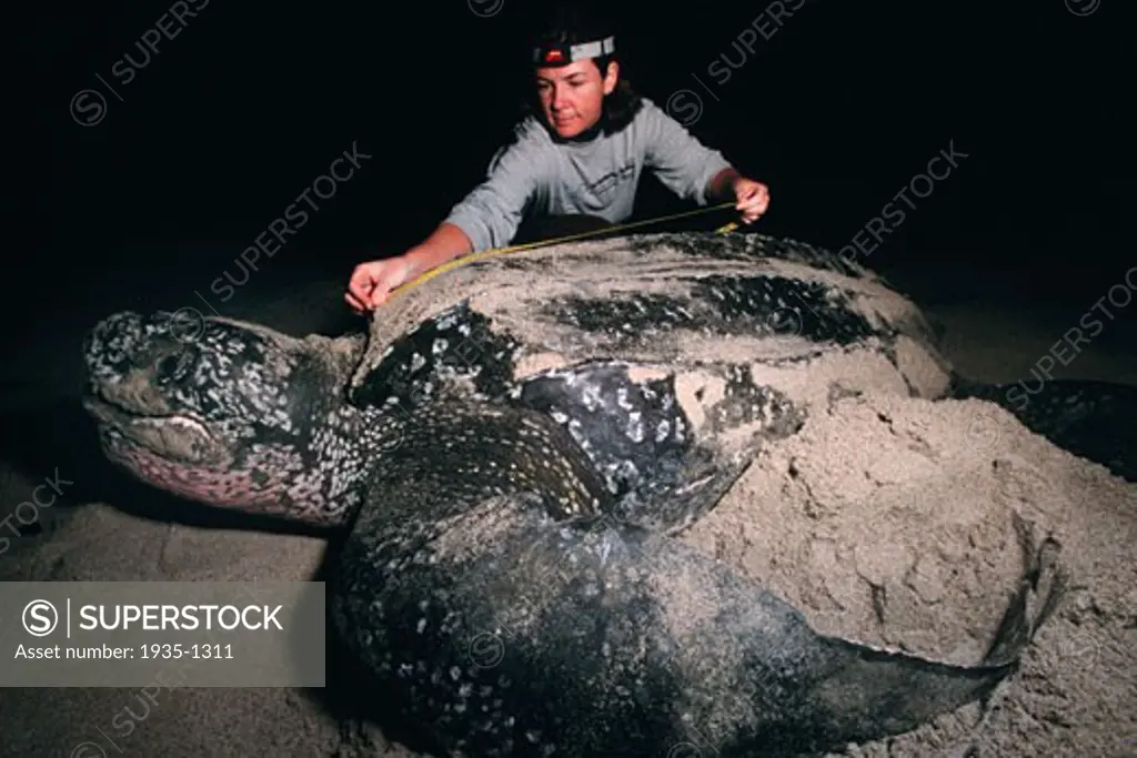 The Leatherback Turtle Dermochelys coriacea is a deep diving open ocean resident Natural history knowledge is gained through tagging and measuring individuals  Florida