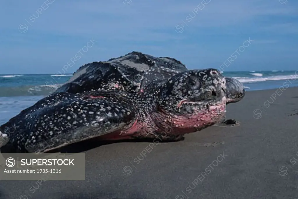 The Leatherback Turtle Dermochelys coriacea is a deep diving open ocean resident An adult female is shown here in a rare daytime nesting event Florida
