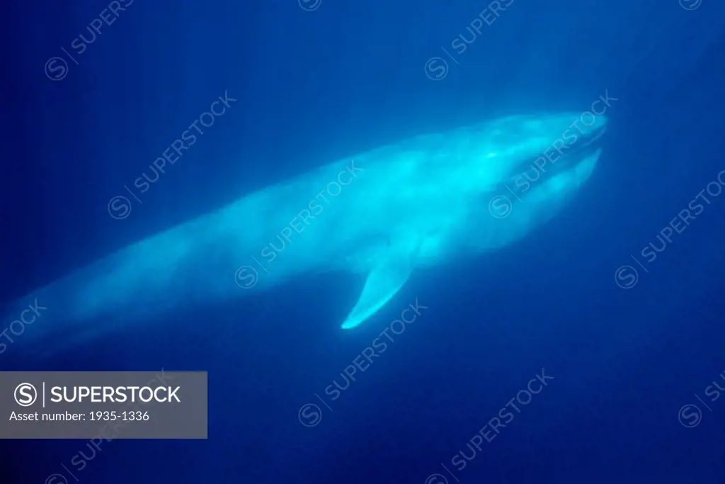 Blue whale Balenoptera musculus California Pacific Ocean