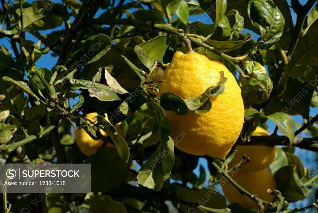 Lemon tree San Carlos Ibiza