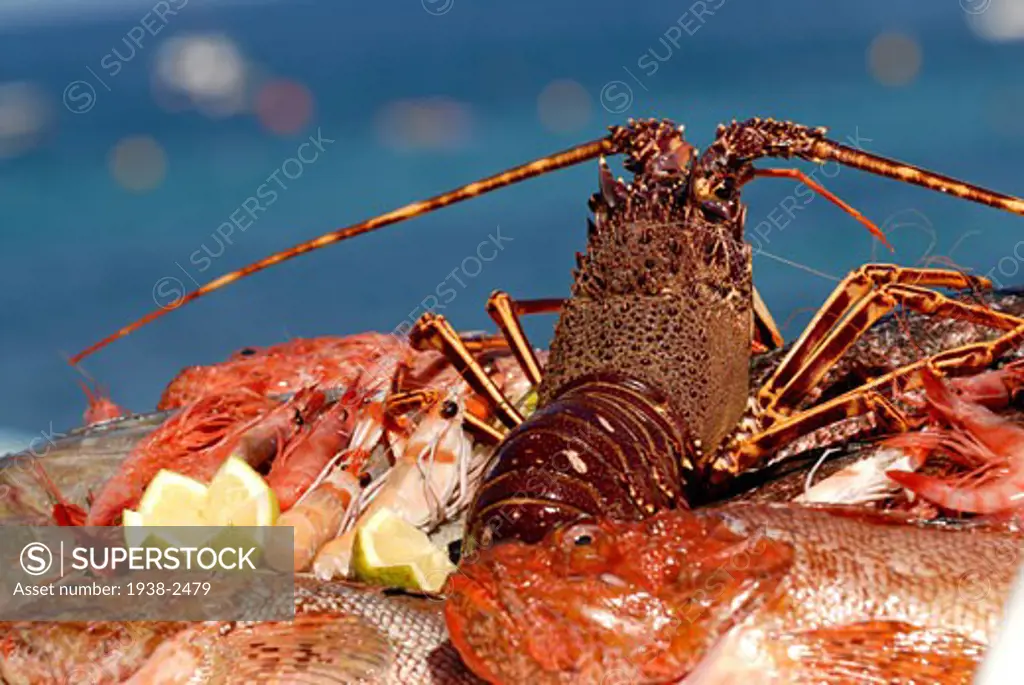 Tray with assorted fresh crayfish in a restaurant Ibiza Spain