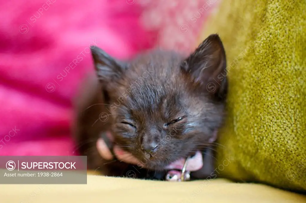 Close up of black kitten sleeping