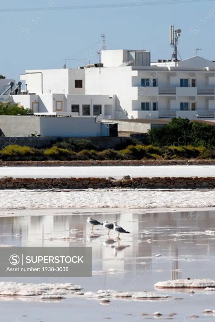 Seagulls in a salt pool, Las Salinas, Formentera Island, Balearic Islands, Spain
