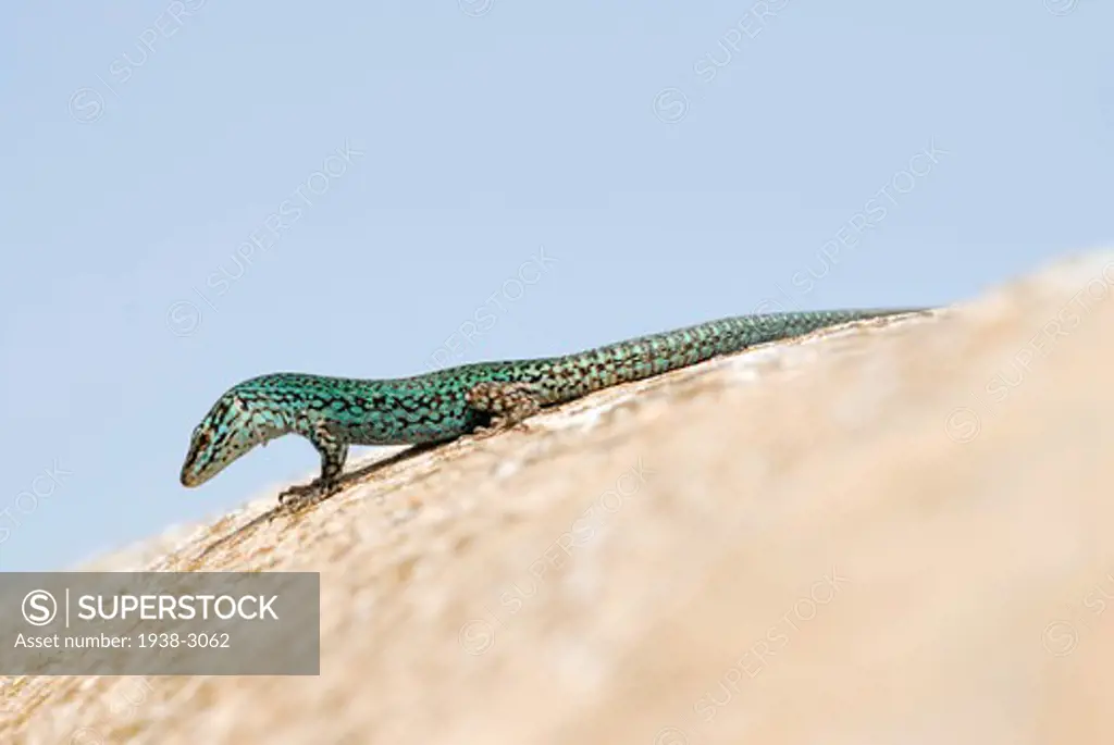 Formentera's sargantanes, Icon of the island of Formentera, it is the only species of lizard that lives in the Pitiusan Islands, Formentera Island, Balearic Islands, Spain