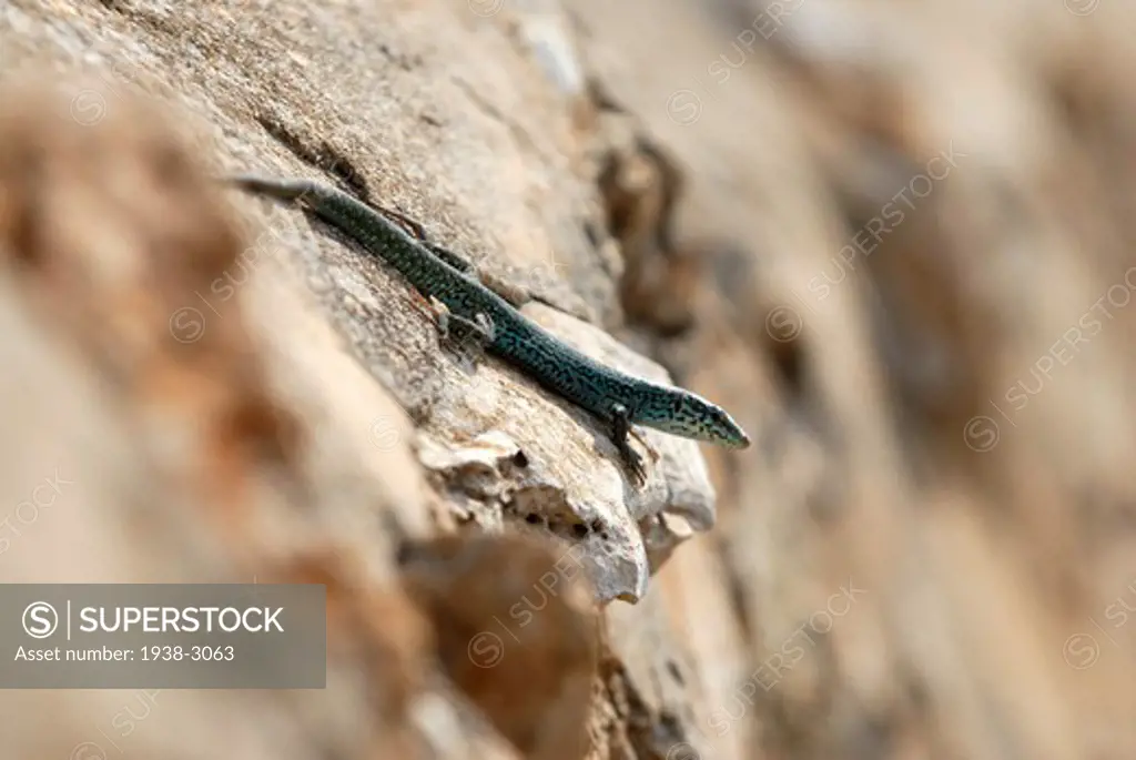 Formentera's sargantanes, Icon of the island of Formentera, it is the only species of lizard that lives in the Pitiusan Islands, Formentera Island, Balearic Islands, Spain