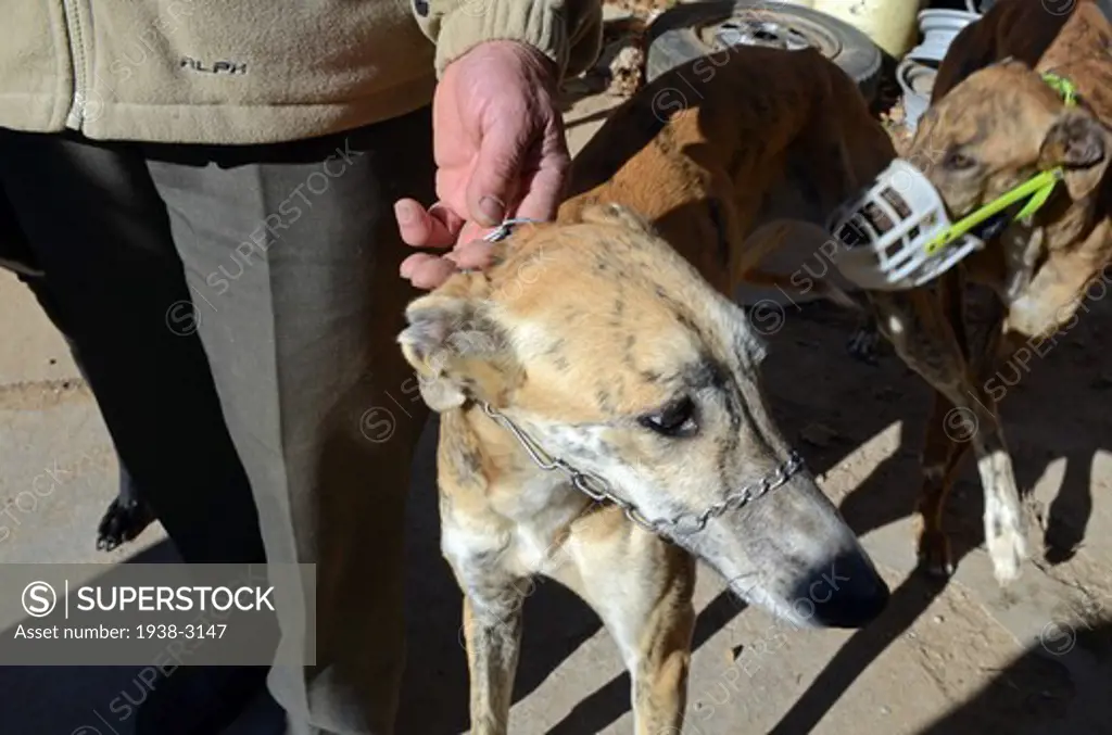 Spain, Greyhounds with owner