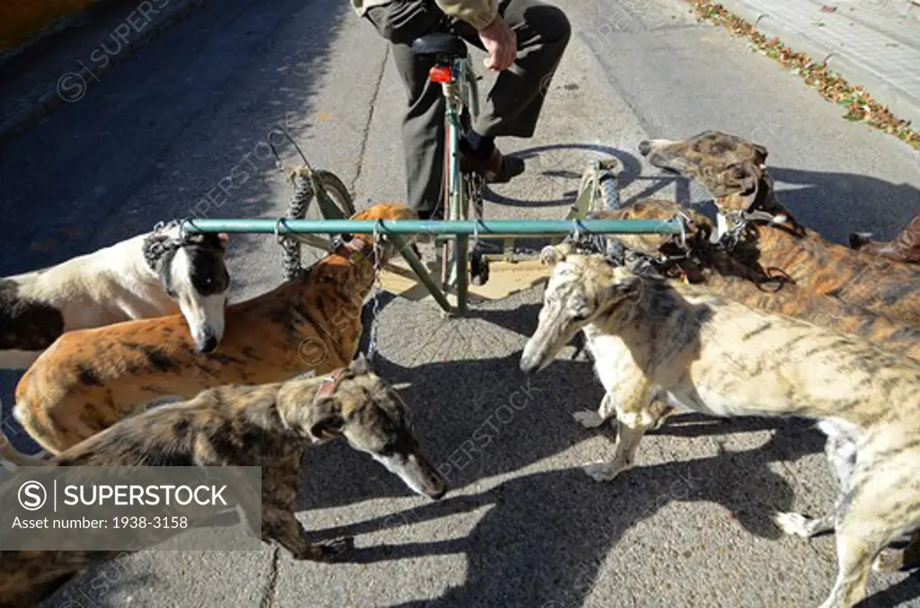 Spain, Greyhounds with owner exercising on special bike