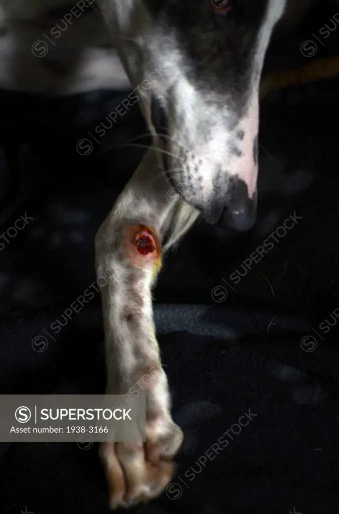 Spain, Greyhound with injured paw