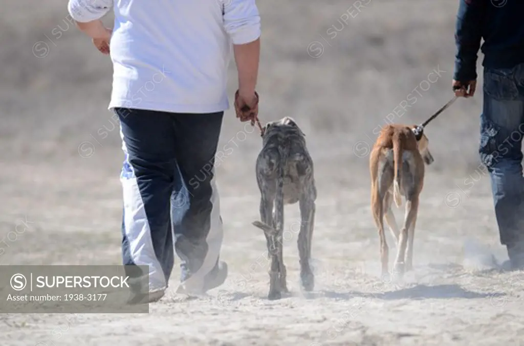 Spain, Castilla La Mancha. Driebes, Greyhounds with owners