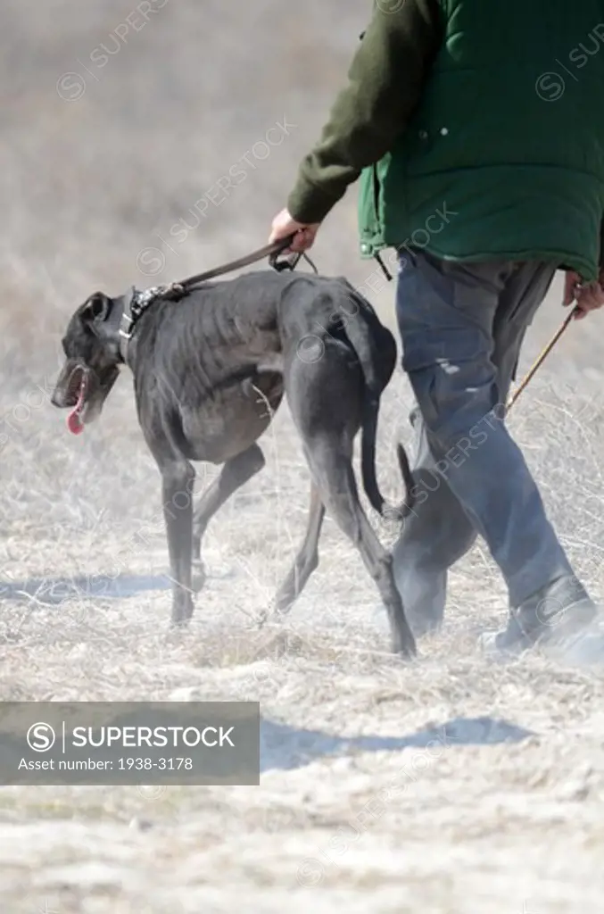 Spain, Castilla La Mancha, Driebes, Greyhound with owner