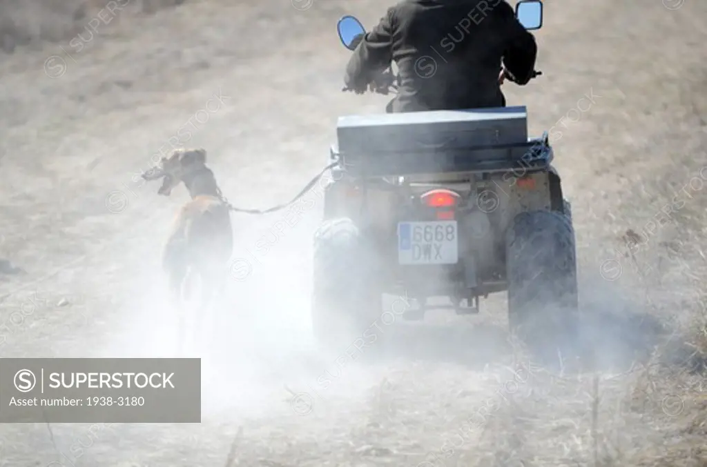 Spain, Castilla La Mancha. Driebes, Greyhound attached to motorbike