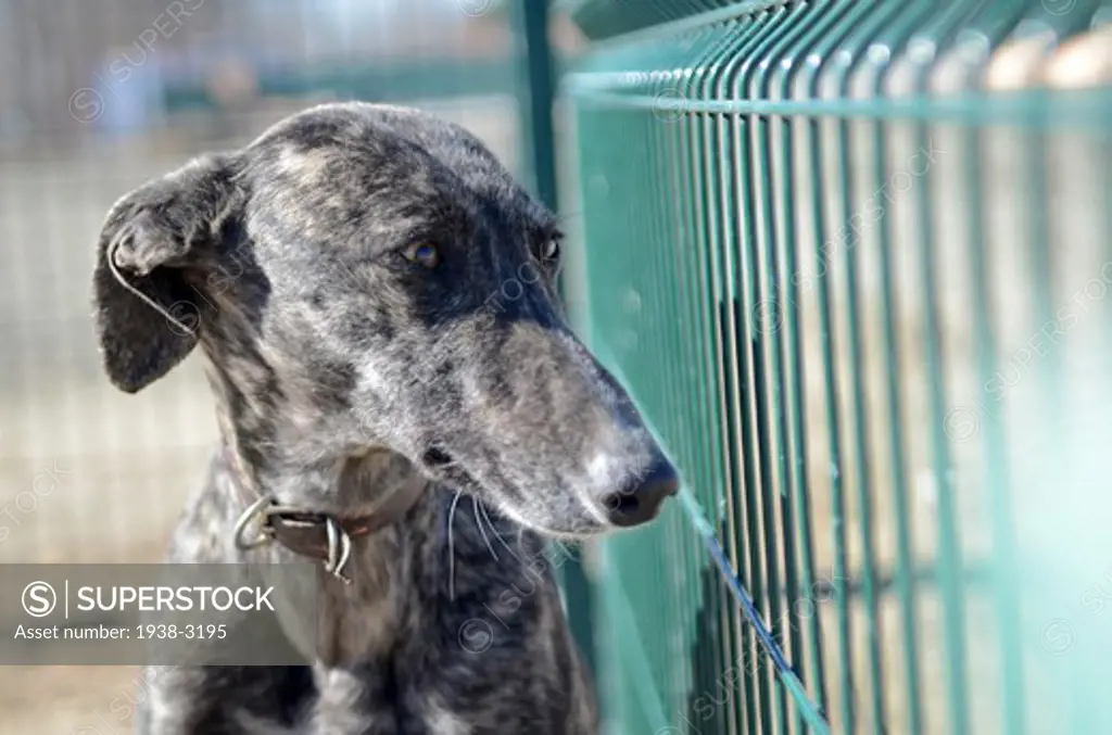 Spain, Madrid, Abandoned greyhound waiting for new owner in dog shelter