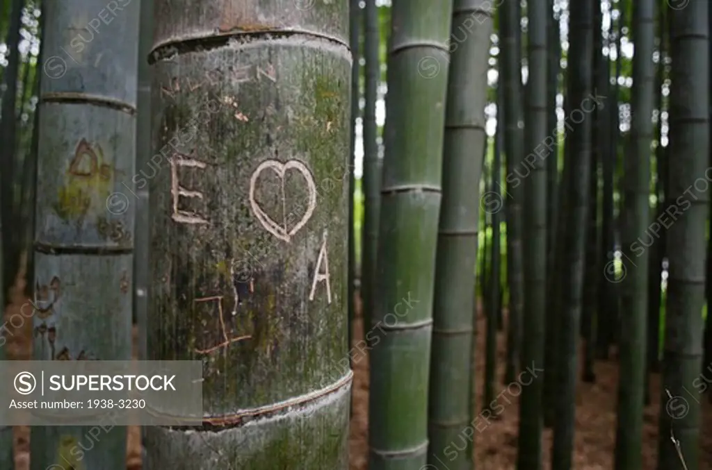 Graffiti on bamboo in a forest, Sagano Bamboo Forest, Arashiyama, Kyoto Prefecture, Honshu, Japan
