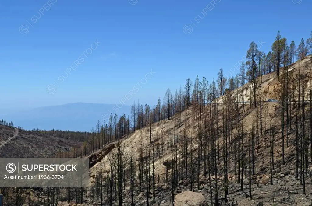 Mountains recovering from recent fire, Tenerife