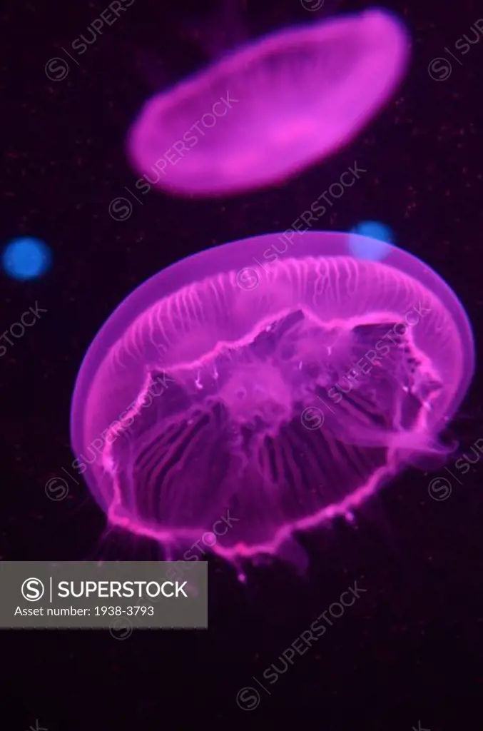 Moon jellyfish in Mystic Aquarium, Connecticut