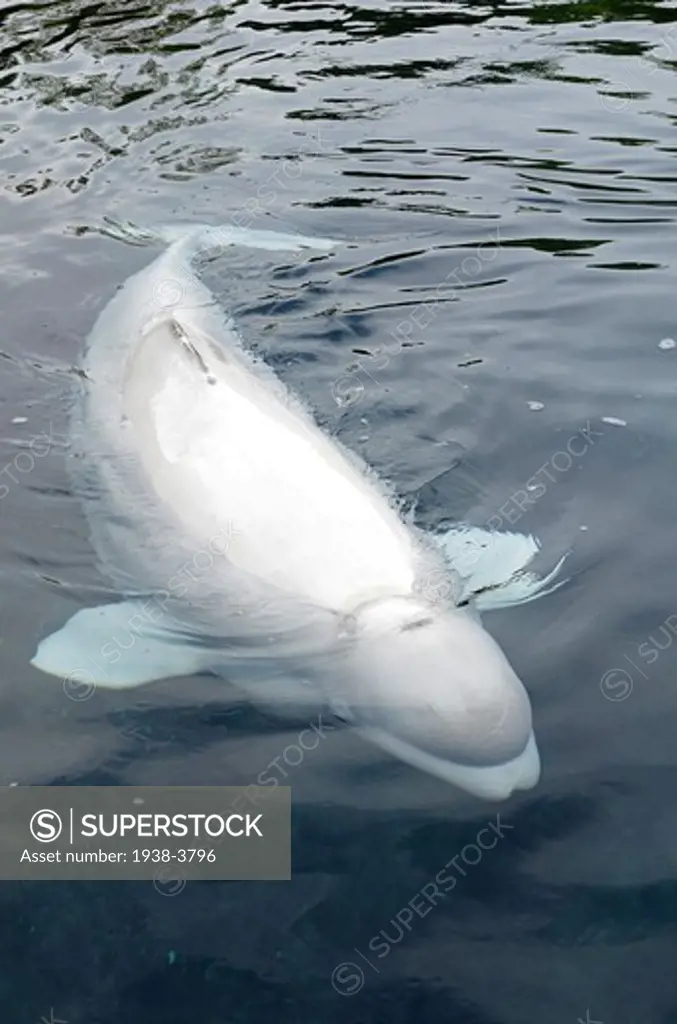 Beluga whales in Mystic Aquarium, Mystic, Connecticut