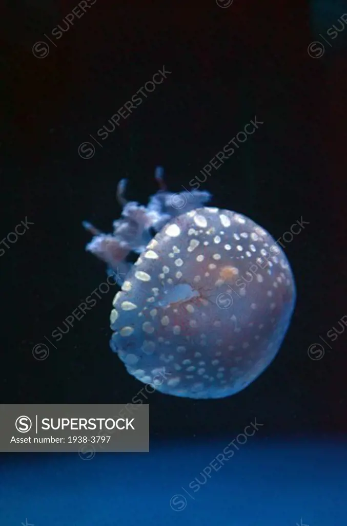 Spotted Jellyfish in Mystic Aquarium, Connecticut