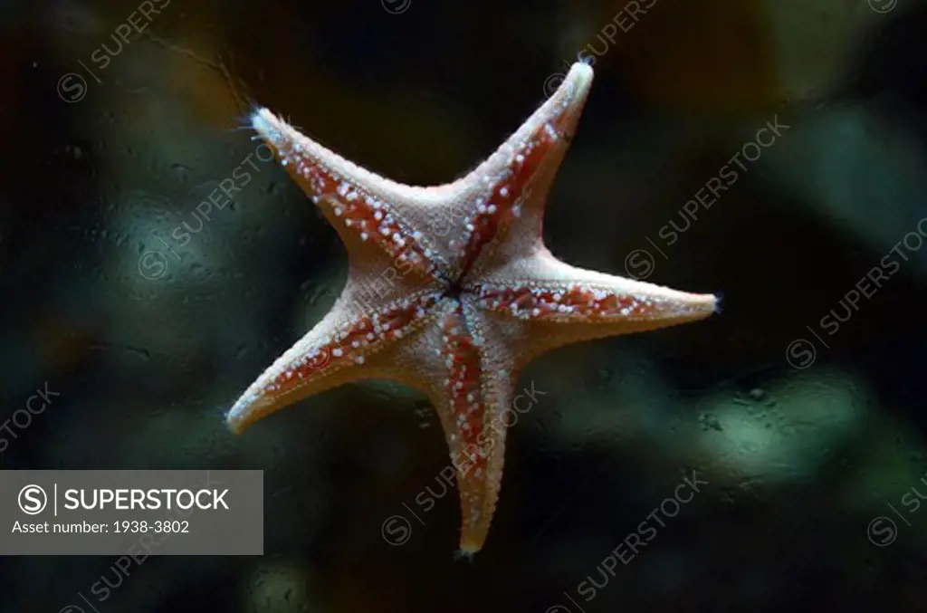 Sea Star sticked to glass, Mystic Aquarium, Mystic, Connecticut