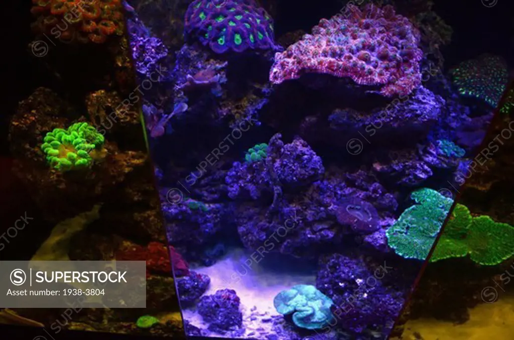 Fluorescent Coral Reef in Mystic Aquarium, Connecticut