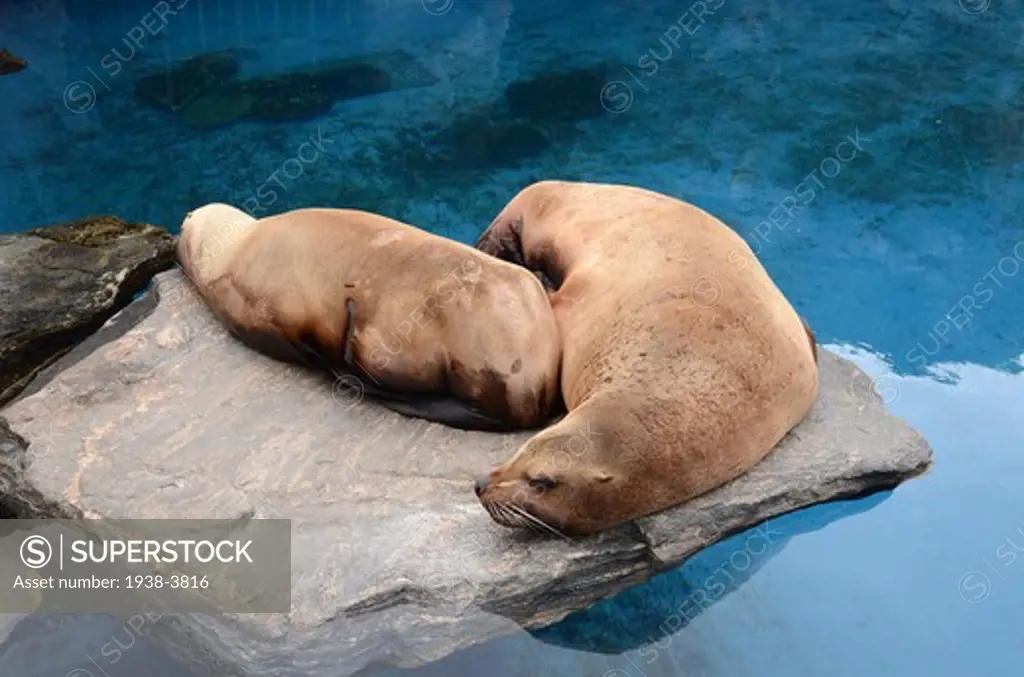 Sea Lions resting, Mystic Aquarium