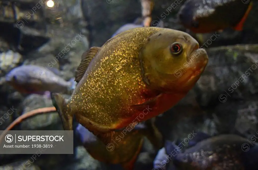 Redbellied Piranha, Pygocentrus Nattereri, Mystic Aquarium