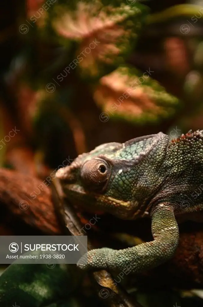 Panther Chameleon, Furcifer Pardalis, Mystic Aquarium, Connecticut