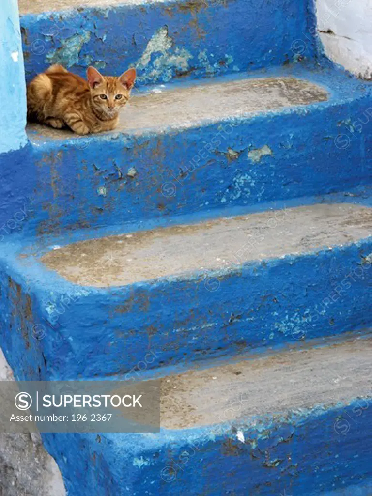 Greece, Cyclades, Tinos Island, Cat on blue steps