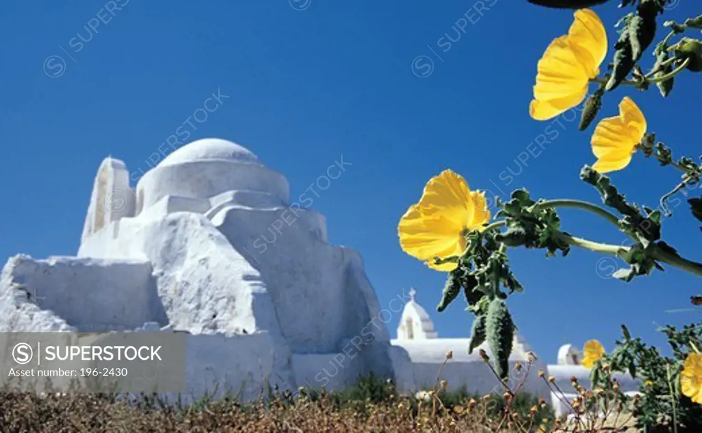 Greece, Cyclades, Mykonos Island, Yellow blossom with church in background