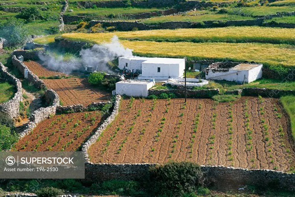 Greece, Cyclades, Sifnos, Vineyards