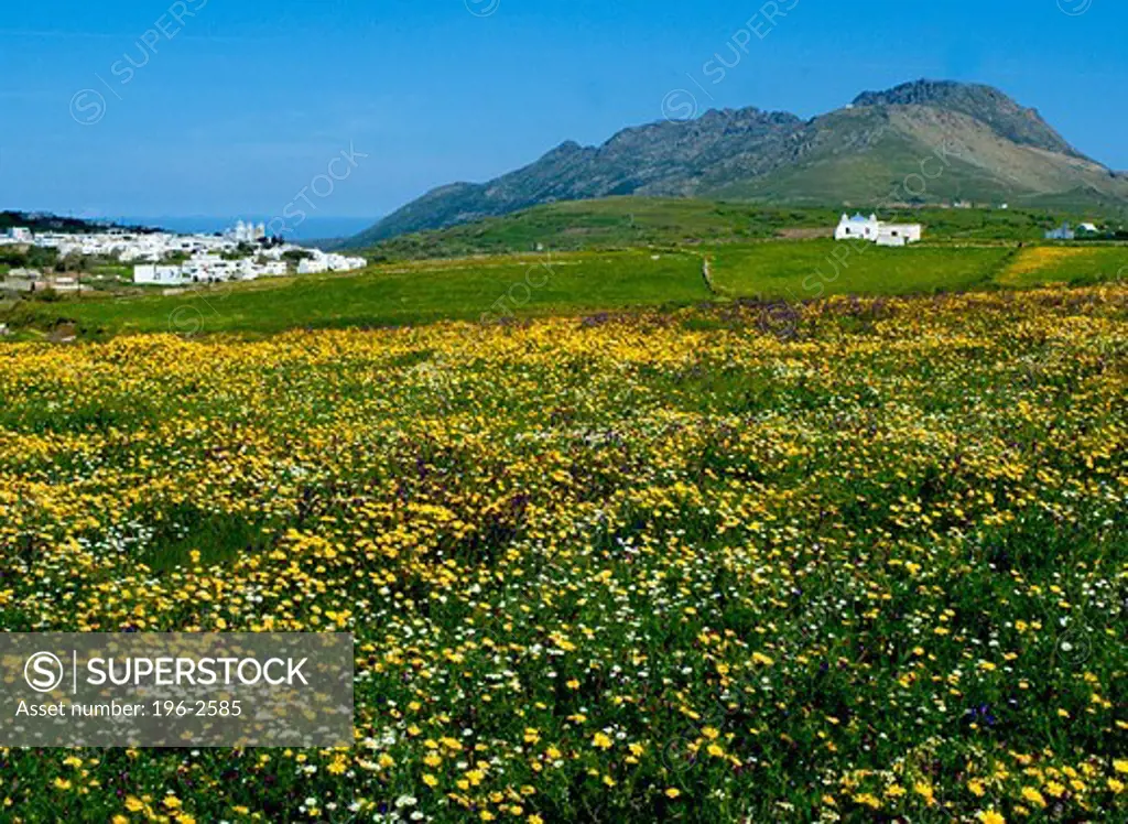 Greece, Cyclades, Tinos island, Tinos village, Wildflowers in meadow