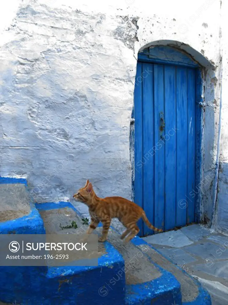 Greece, Cyclades, Tinos island, Cat on steps