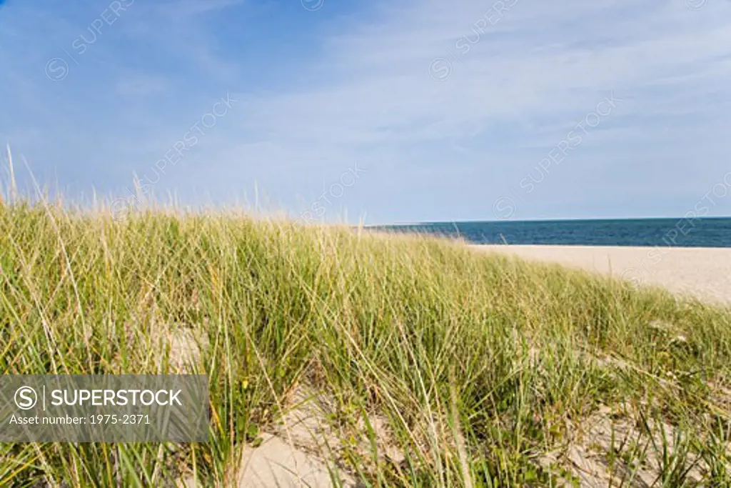 Grass on the beach, Cape Cod, Massachusetts, USA