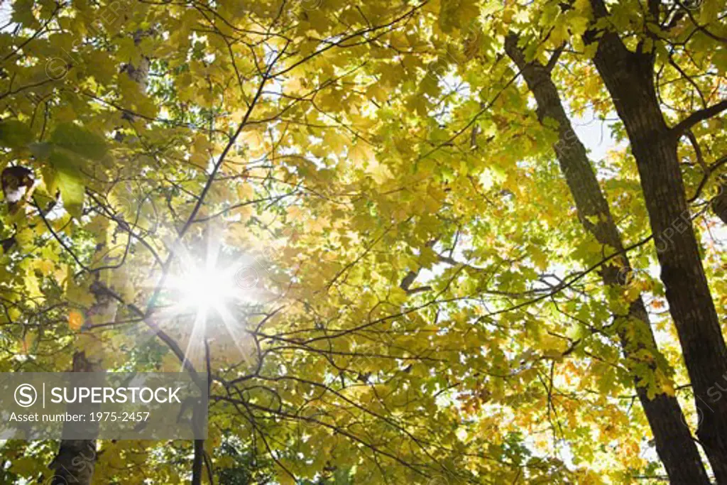 Sun shining through branches, New Hampshire, USA