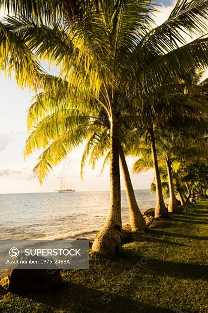 Palm trees on the beach, Huahine Island, Tahiti, French Polynesia