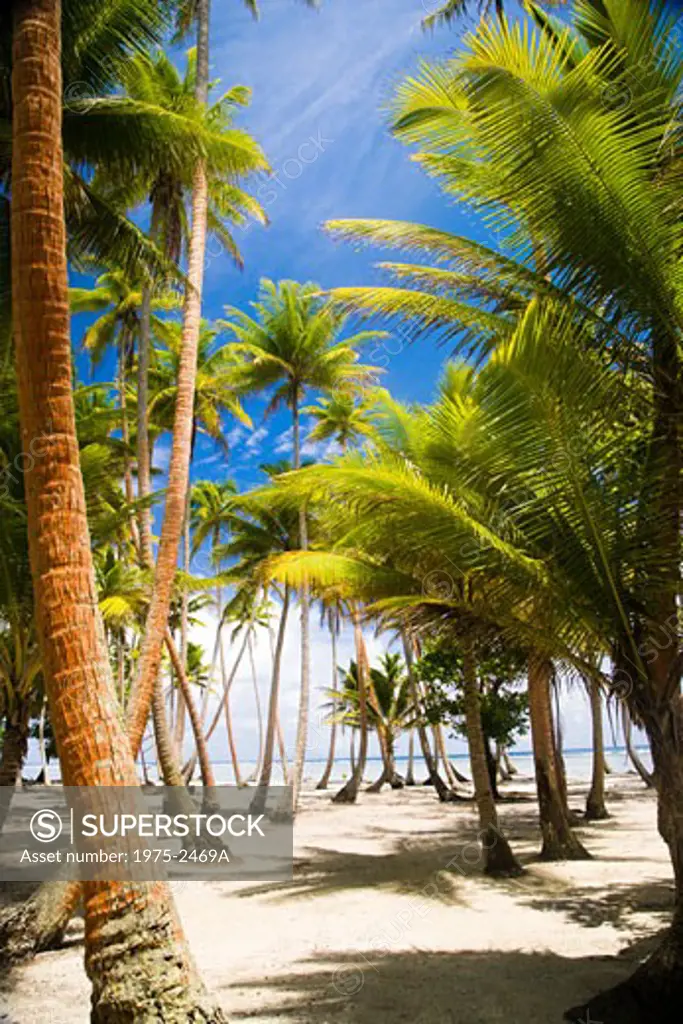 Palm trees on the beach, Tahaa, Tahiti, French Polynesia