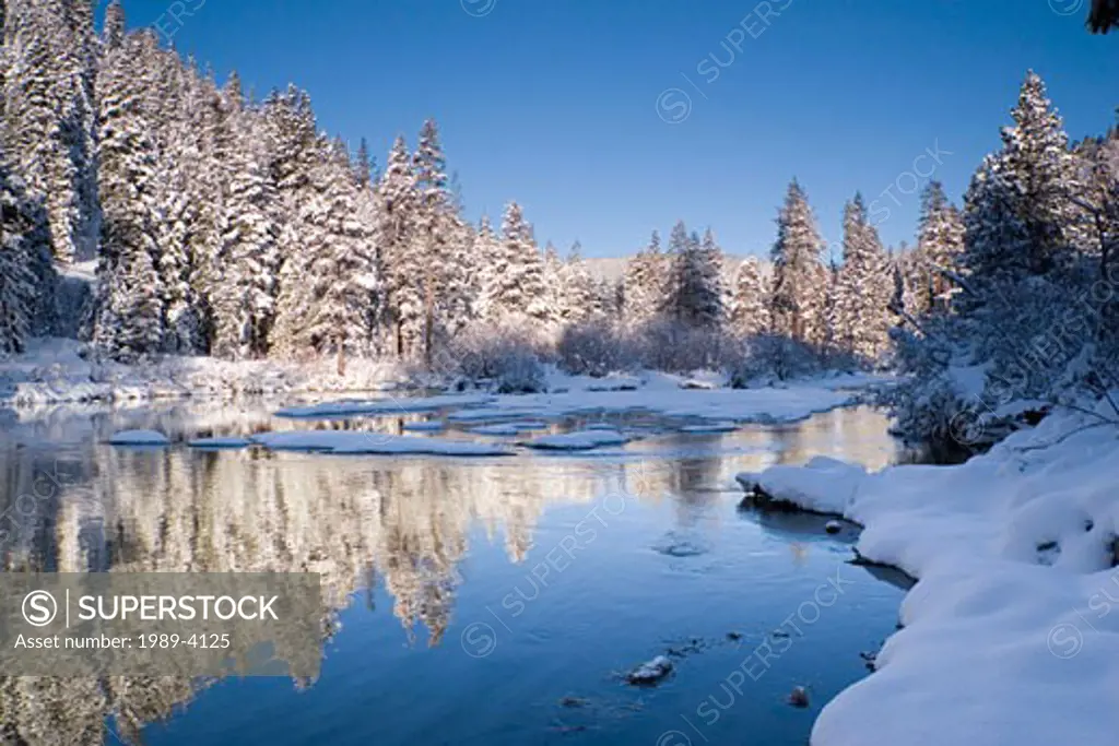 Trees reflecting in the Truckee River California after a fresh snow