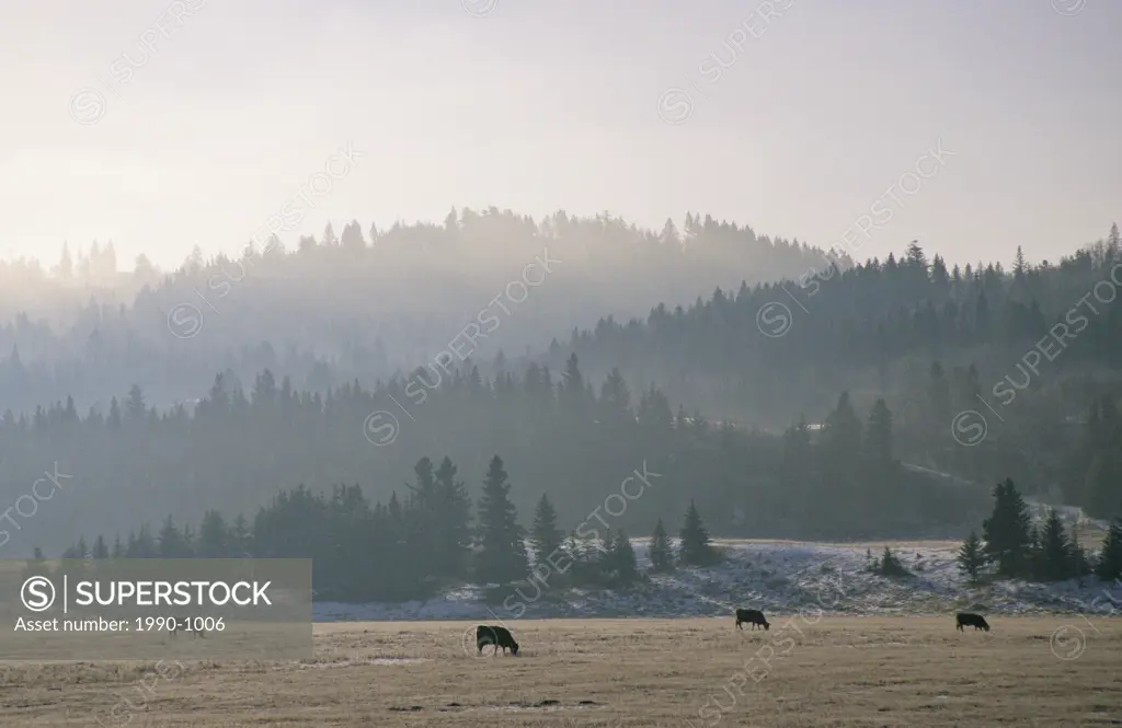 Cattle ranching in southern Alberta, Canada