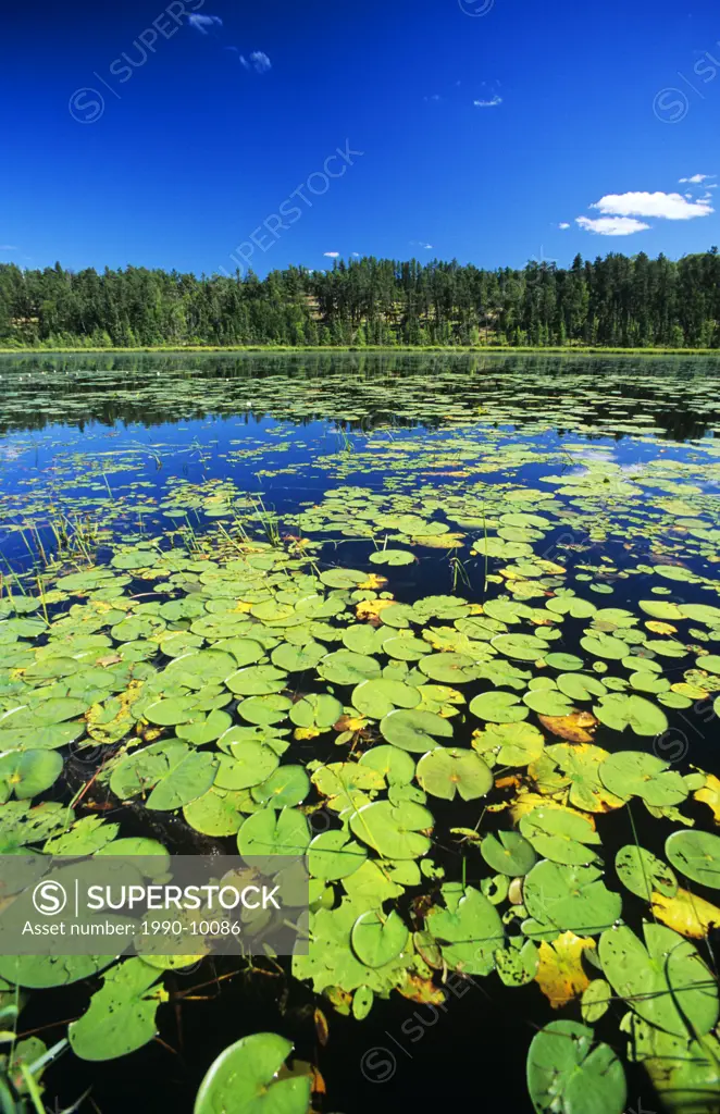 The Lilly Pond in late summer, Whiteshell Provincial Park, Manitoba, Canada.